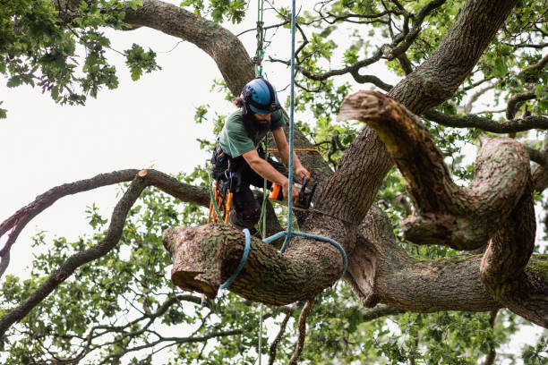 Best Tree Risk Assessment  in Georgetown, DE