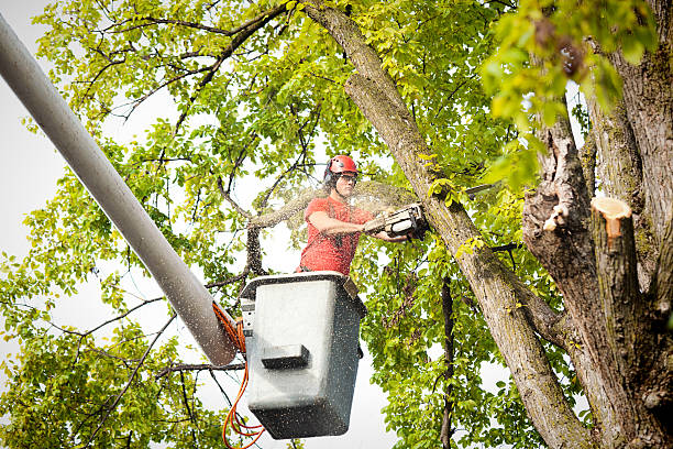 Best Tree Cabling and Bracing  in Georgetown, DE